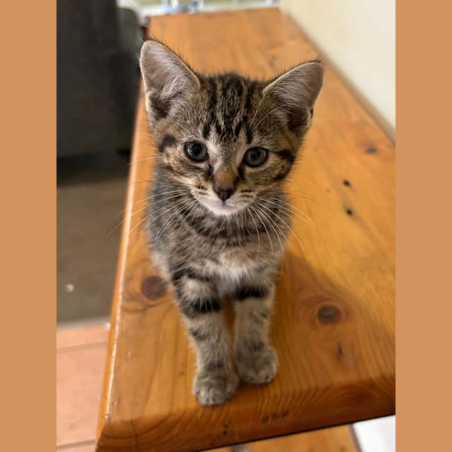 Photo of Misty Brown Tabby Kitten