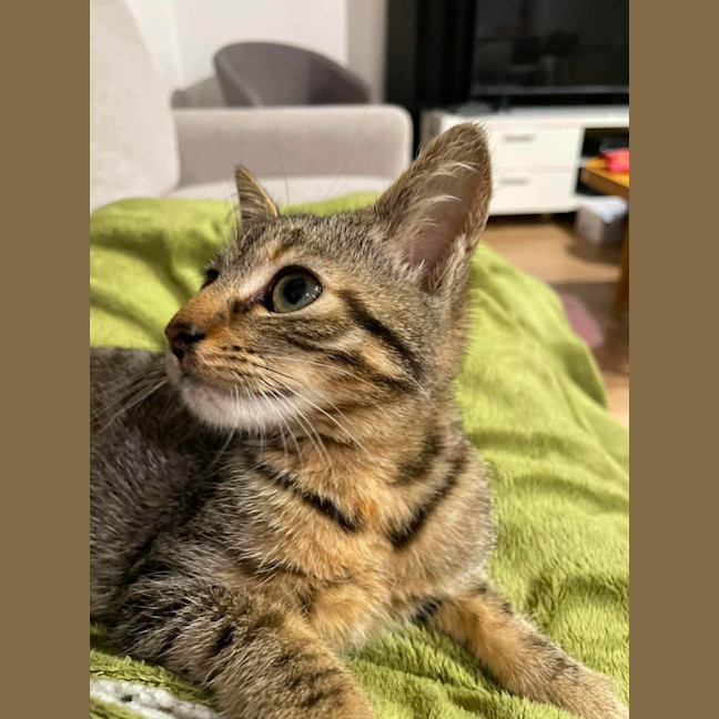 Photo of Tinkerbell