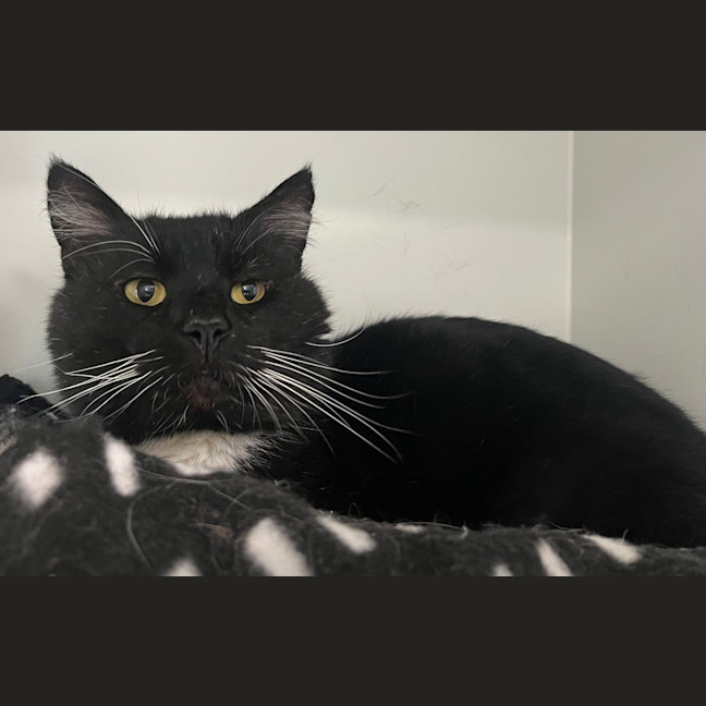 Photo of Misfit
