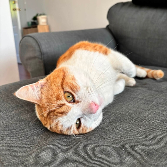 Photo of Big Red