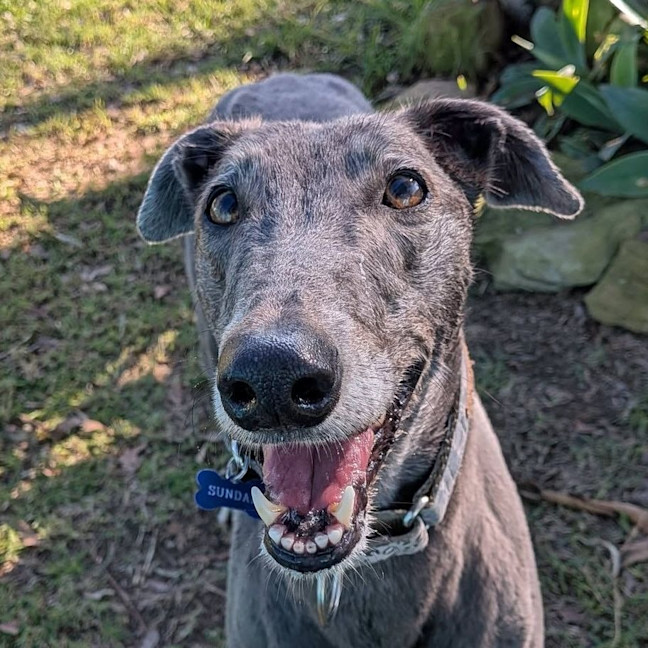 Photo of Sundae