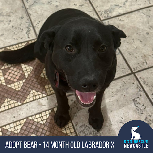 Photo of Bear   14 Month Old Labrador X