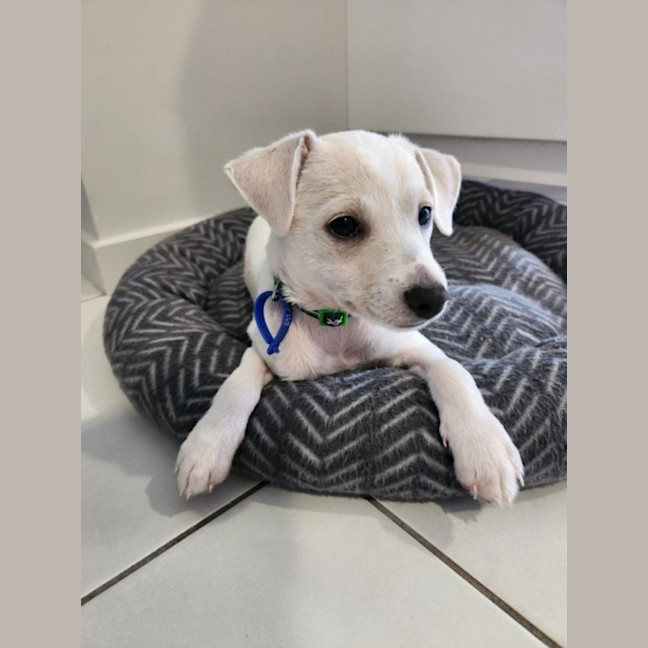 Photo of Soleil   10 Week Old Jack Russell Terrier