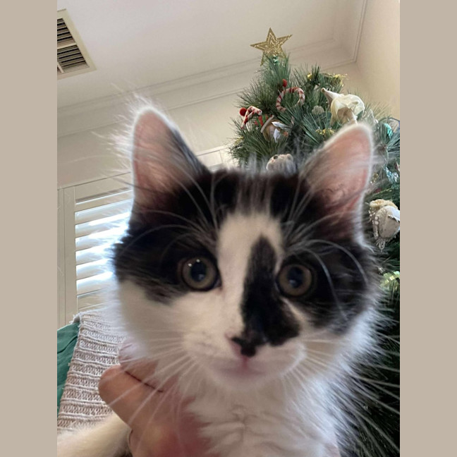 Photo of Nigel   On Display At Vets On Parker