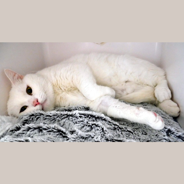 Photo of Marshmallow Sta012950