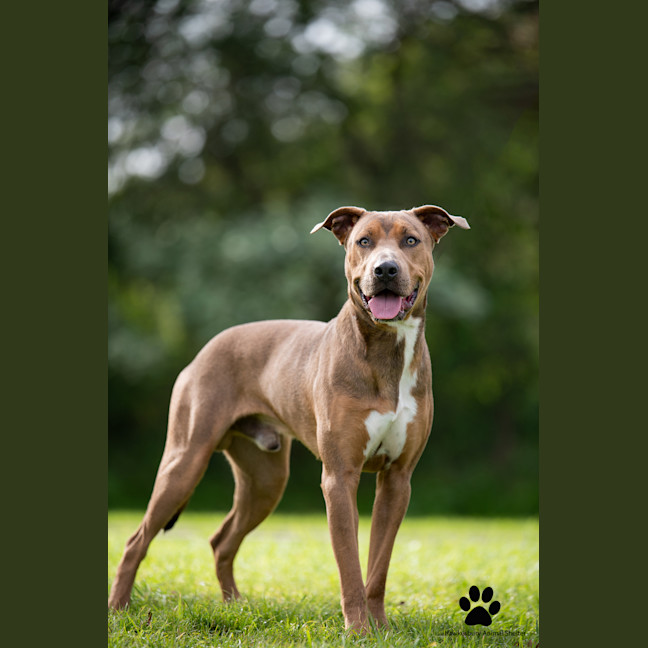 Photo of Sherlock