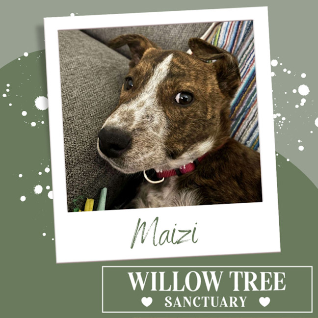 Photo of Maizi