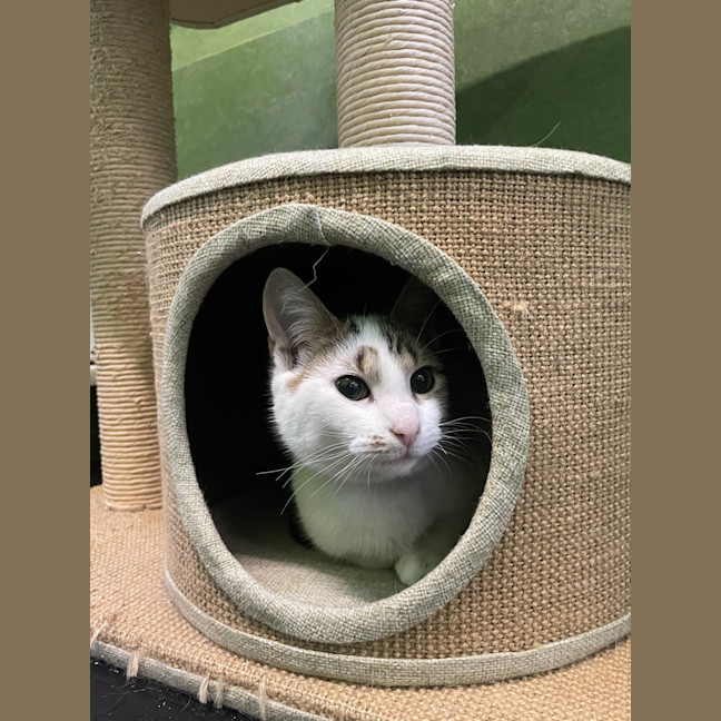 Photo of Tuna 