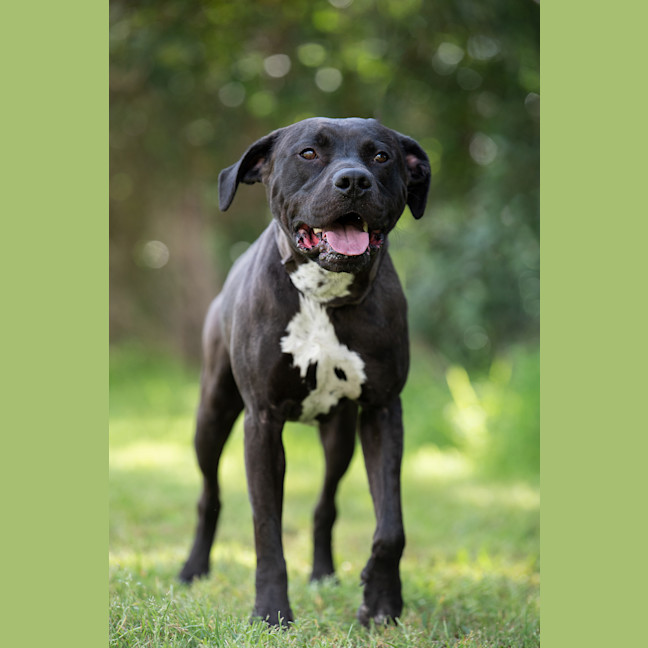 Photo of Bronson