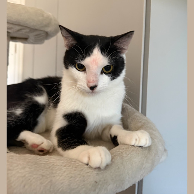 Photo of Panda Scott