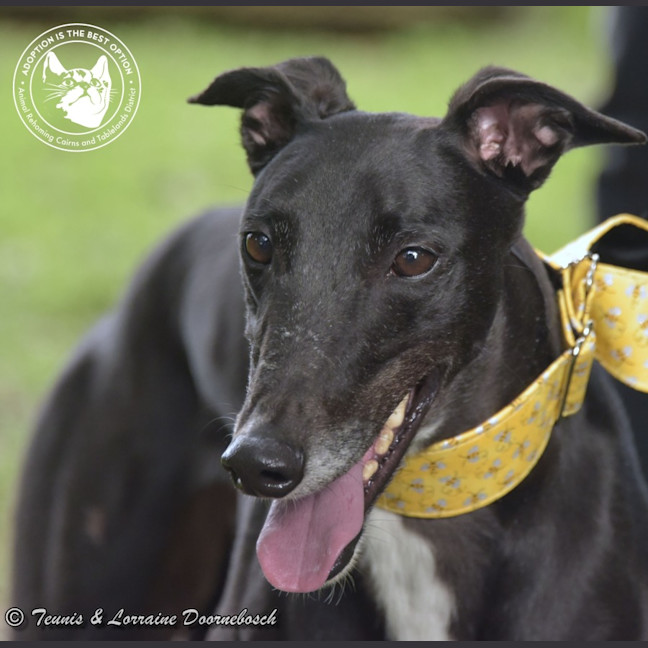 Photo of Charlotte (Jingalong Lottie)