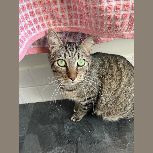 Photo of Coco And Mocha 