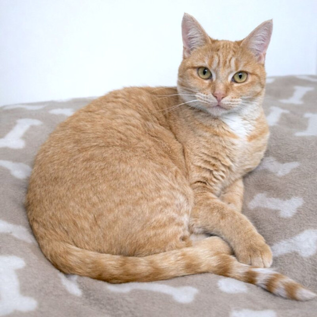 Photo of Toffee