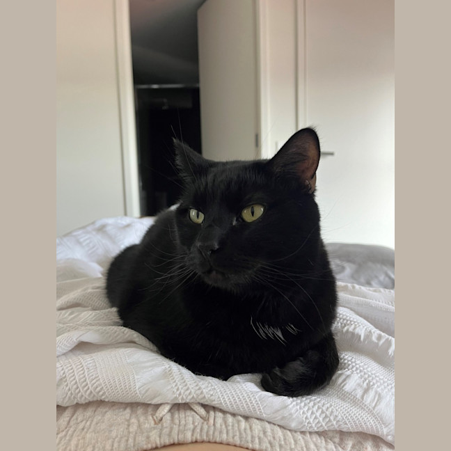 Photo of Blaze   Located In Windsor