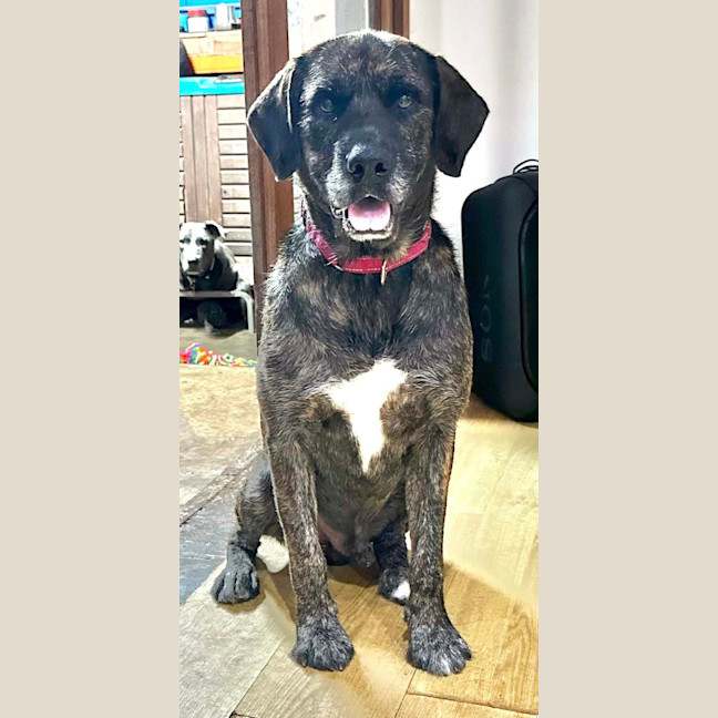 Photo of Ryker