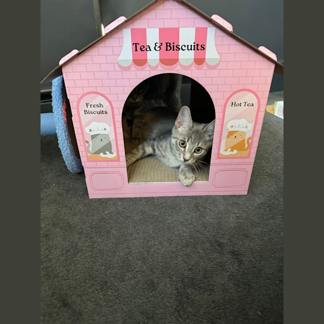 Photo of Snow Leopard 