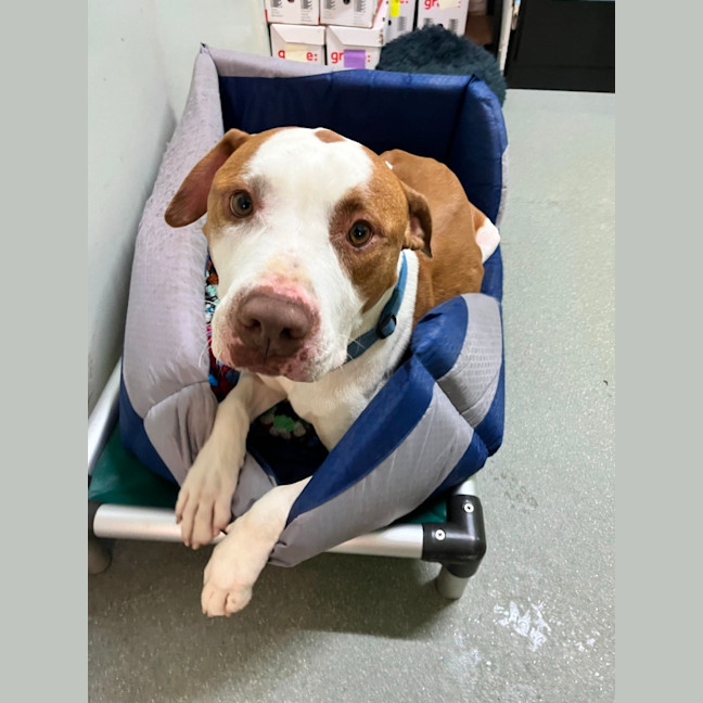 Photo of Thor