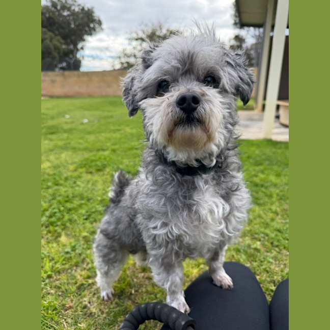 Photo of Diesel