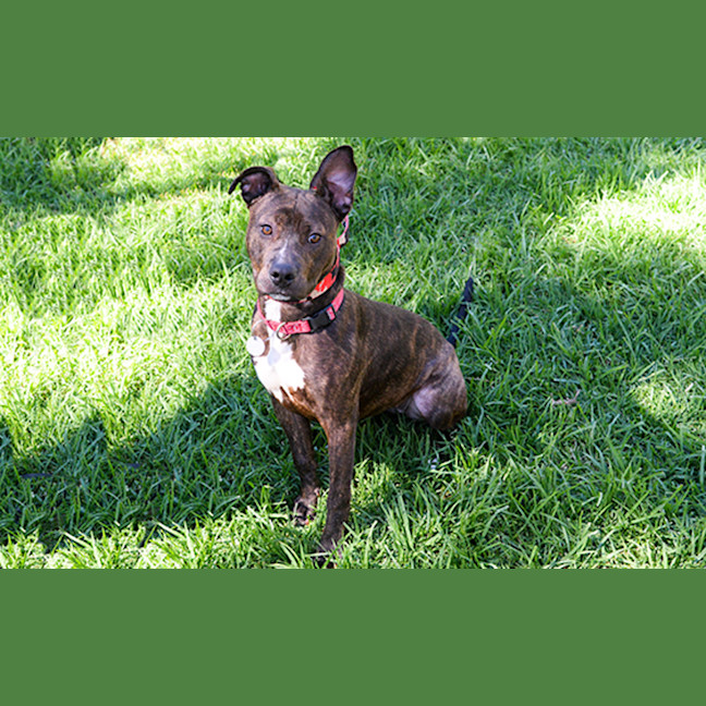 Photo of Daisy