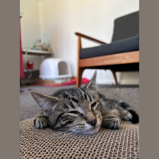 Photo of Maverick
