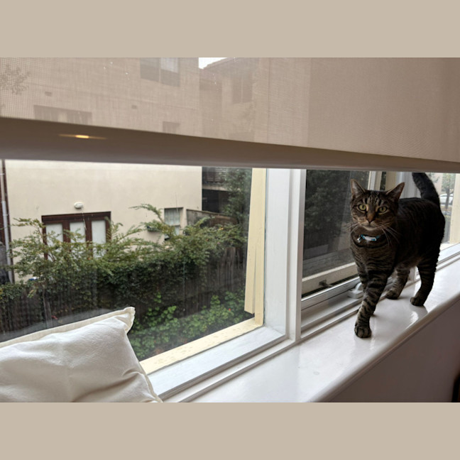 Photo of Patch