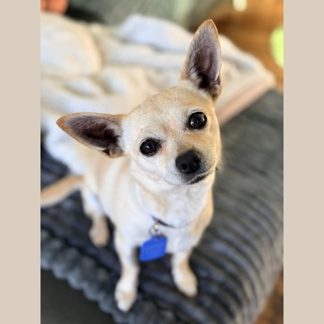Photo of Honey