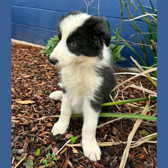 Photo of Bandit / Schouten