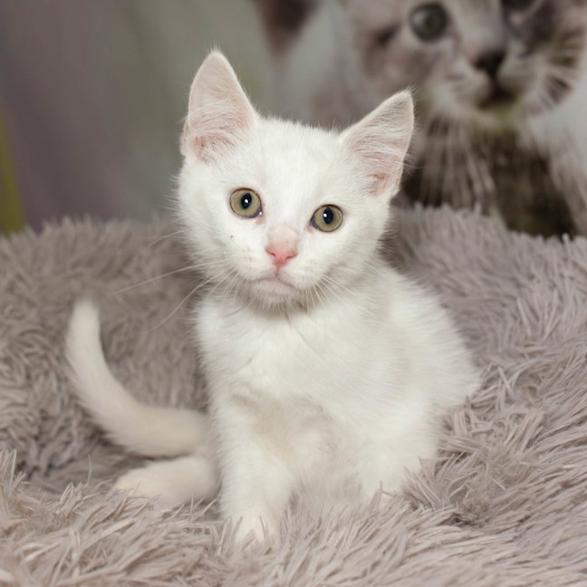 Photo of Jelly Bean