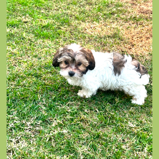 Photo of Benji