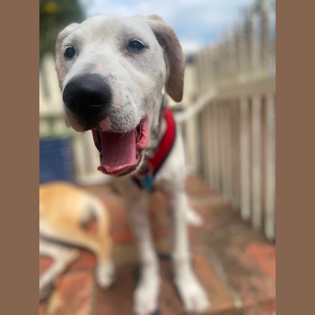 Photo of Bindi