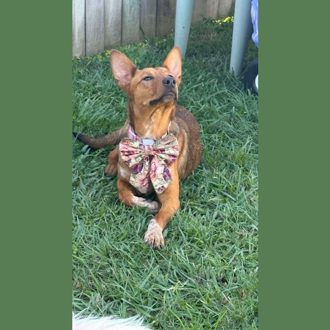 Photo of Daisy