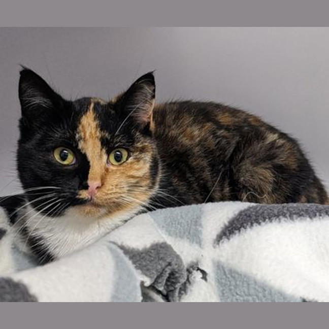 Photo of Callie