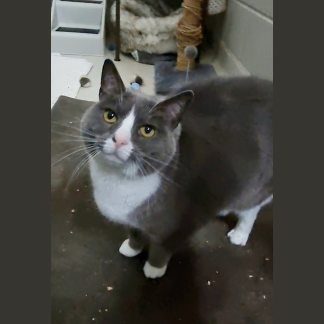 Photo of Dumpling