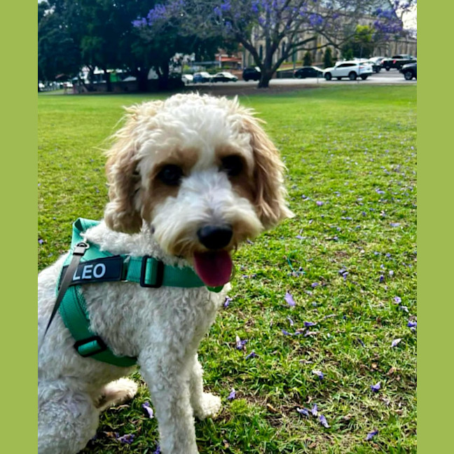 Photo of Leo And Beanz