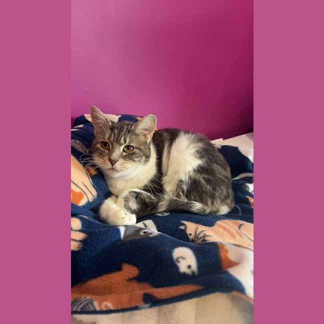 Photo of Saffy