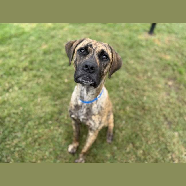 Photo of Boof Imp 1433