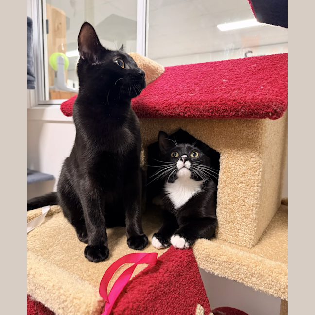 Photo of Oscar (& Ollie)