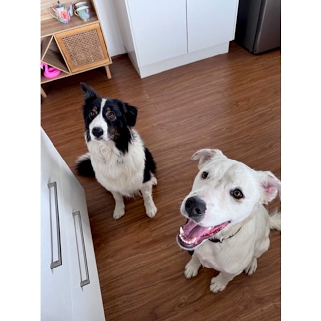 Photo of Brazil *$350 Adoption Fee*