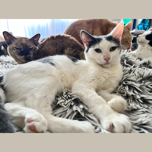 Photo of Larry *9 Lives Project Rescue*