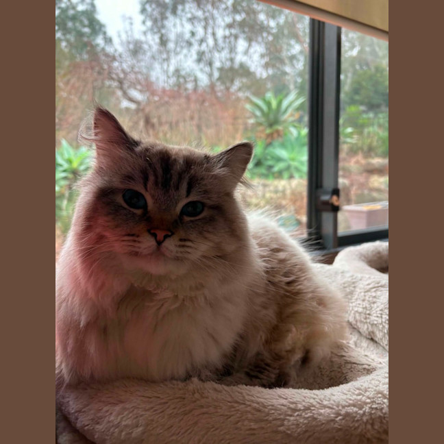 Photo of Merlin  In Foster Care In Lower Plenty