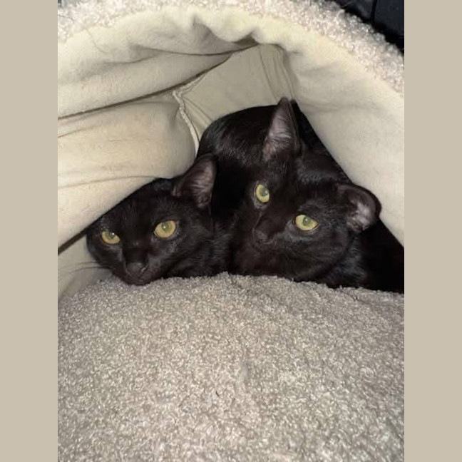 Photo of Vivi & Violet