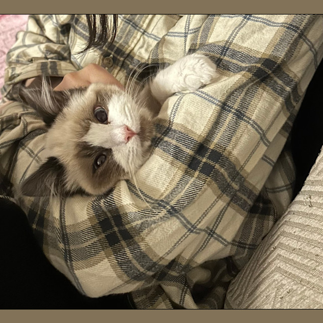 Photo of Bobo 