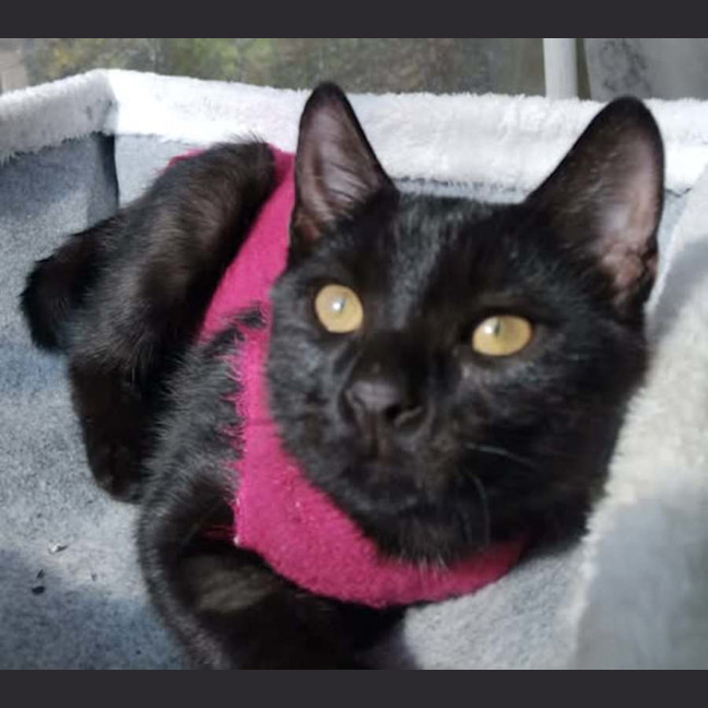 Photo of Shadow