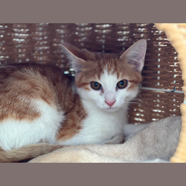 Photo of 🧡Arisaka🧡