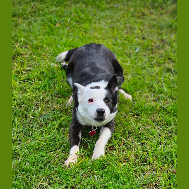 Photo of Lacy