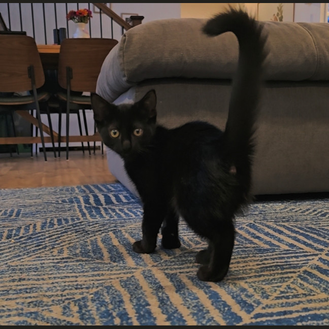 Photo of Morgana 