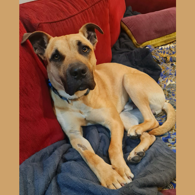Photo of Maverick
