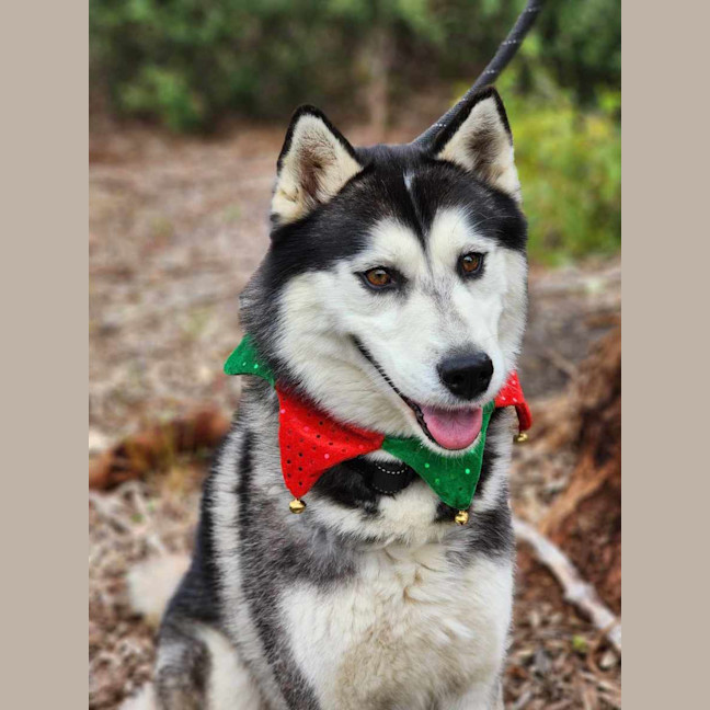 Photo of 🌪 Spiro 5596 🌪