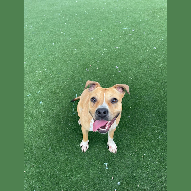 Photo of Beatrix Imp 1481