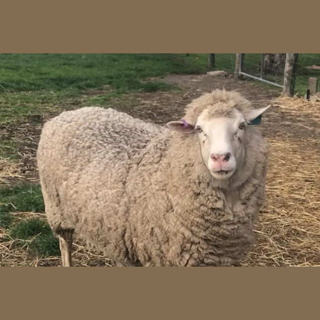 Photo of Rescue Sheep